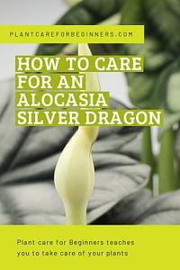 How to care for an Alocasia Silver Dragon