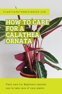 How to care for a Calathea Ornata
