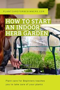 How to start an indoor herb garden