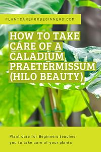 How to take care of a Caladium Praetermissum (Hilo Beauty)