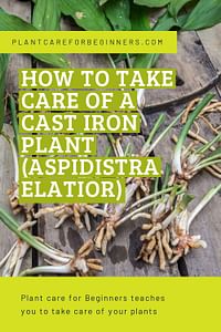 How to take care of a Cast Iron Plant (Aspidistra elatior)