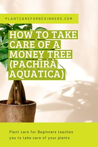 How to take care of a Money tree (Pachira Aquatica)