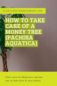 How to take care of a Money tree (Pachira Aquatica)