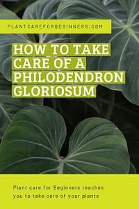 How To Take Care Of A Philodendron Gloriosum