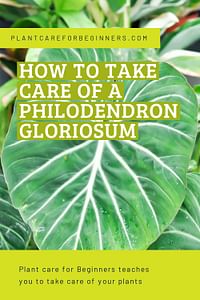 How To Take Care Of A Philodendron Gloriosum