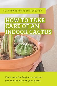 How to take care of an indoor cactus