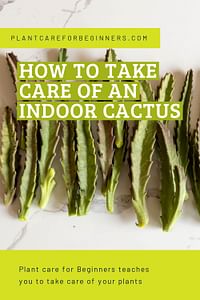 How to take care of an indoor cactus