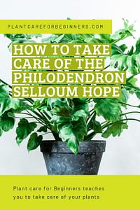 How to Take Care of the Philodendron Selloum Hope