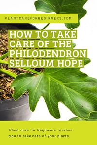 How to Take Care of the Philodendron Selloum Hope