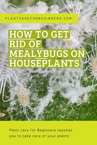 How to get rid of mealybugs on houseplants