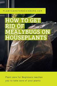 How to get rid of mealybugs on houseplants