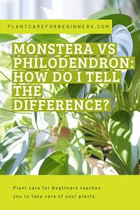 Monstera vs Philodendron: How do I tell the difference?