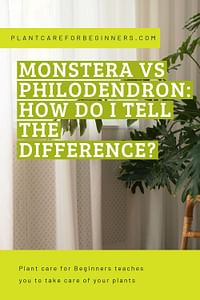 Monstera vs Philodendron: How do I tell the difference?