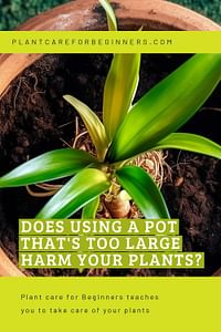https://pcfb.gumlet.io/images/pins/overpotting-houseplants-en-1.jpg?w=200&h=300&mode=crop&s=ce2534153e6a4e22b1799bd79063ef57