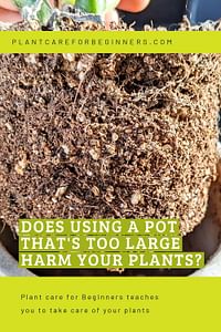 What Is Overpotting and Why Is It Bad for Your Plants? – Deep