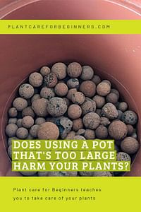 What Is Overpotting and Why Is It Bad for Your Plants? – Deep