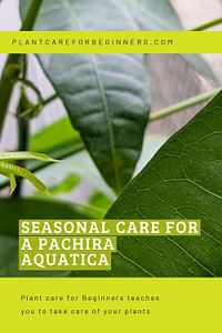 Seasonal care for a Pachira Aquatica