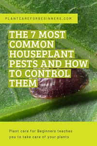 7 Common Houseplant Pests—and How to Eradicate Them