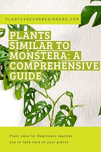 Plants Similar to Monstera: A Comprehensive Guide