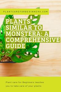 Plants Similar to Monstera: A Comprehensive Guide