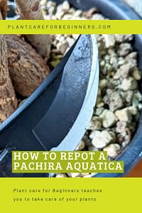How to repot a Pachira Aquatica