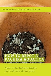 How to repot a Pachira Aquatica