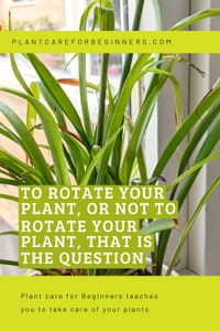 To rotate your plant, or not to rotate your plant, that is the question