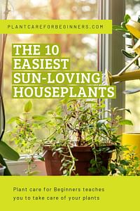 The 10 easiest sun-loving houseplants