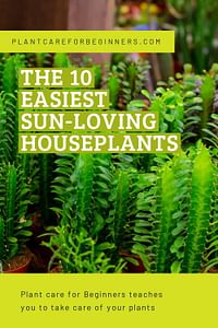 The 10 easiest sun-loving houseplants