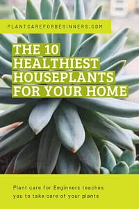 The 10 Healthiest Houseplants for Your Home