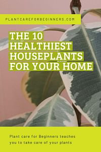 The 10 Healthiest Houseplants for Your Home