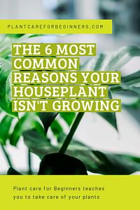 The 6 most common reasons your houseplant isn't growing