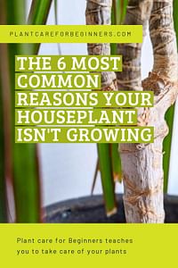 The 6 most common reasons your houseplant isn't growing