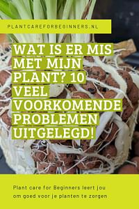 Wat is er mis met mijn plant? 10 veel voorkomende problemen uitgelegd!