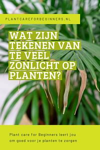 Wat zijn tekenen van te veel zonlicht op planten?
