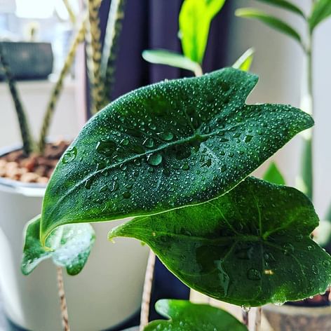 Alocasia Zebrina with water drops on leaf