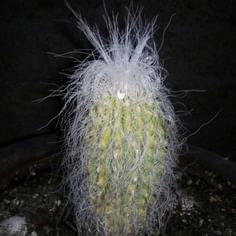 Cephalocereus senilis (Old Man Cactus)