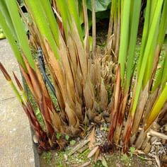 Cyperus alternifolius (Parapluplant)