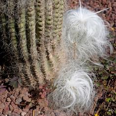 Cephalocereus senilis (Old Man Cactus)