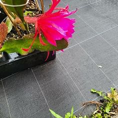 Disocactus ackermannii