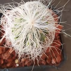 Cephalocereus senilis (Old Man Cactus)