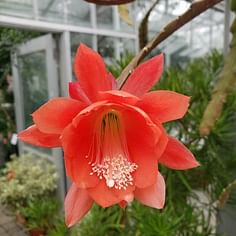 Disocactus ackermannii