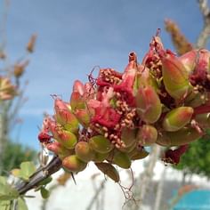 Fouquieria splendens