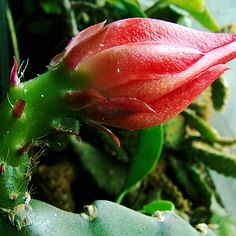 Disocactus ackermannii