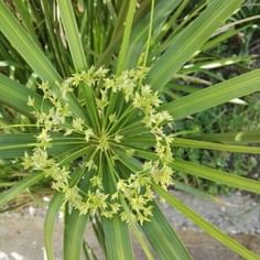 Cyperus alternifolius (Parapluplant)