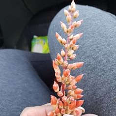 Fouquieria splendens