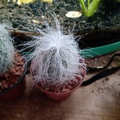 Cephalocereus senilis (Old Man Cactus)