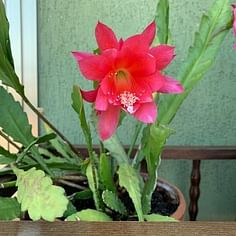 Disocactus ackermannii