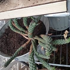 Euphorbia caput-medusae (Medusa's Head)