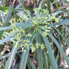 Cyperus alternifolius (Parapluplant)